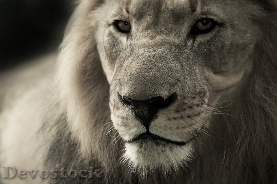 Devostock Black And White Animal Lion 4096 4K