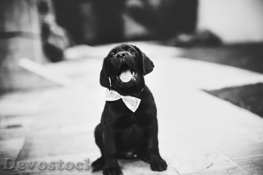 Devostock Black And White Bow Tie Animal 94260 4K