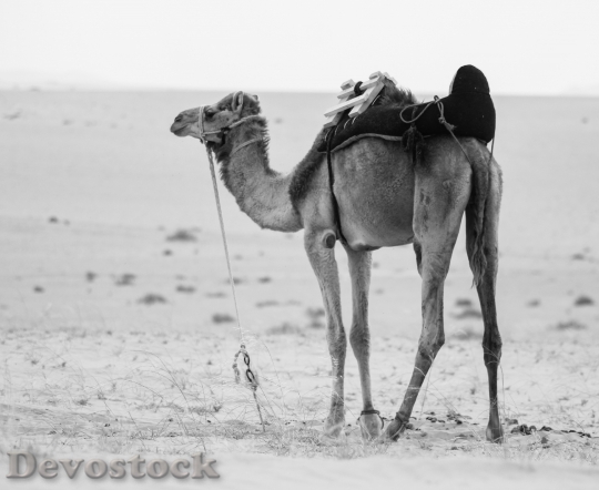 Devostock Black And White Sand Desert 83965 4K