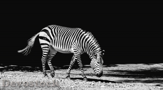 Devostock Black And White Walking Zebra Crossing 25951 4K