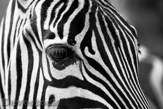 Devostock Black And White Zebra Crossing Animal 3945 4K