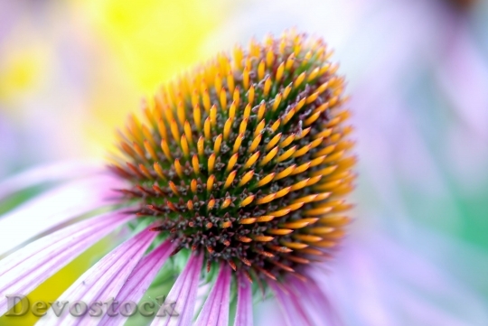 Devostock Bloom Colorful Coneflower Detail 8739 4K.jpeg