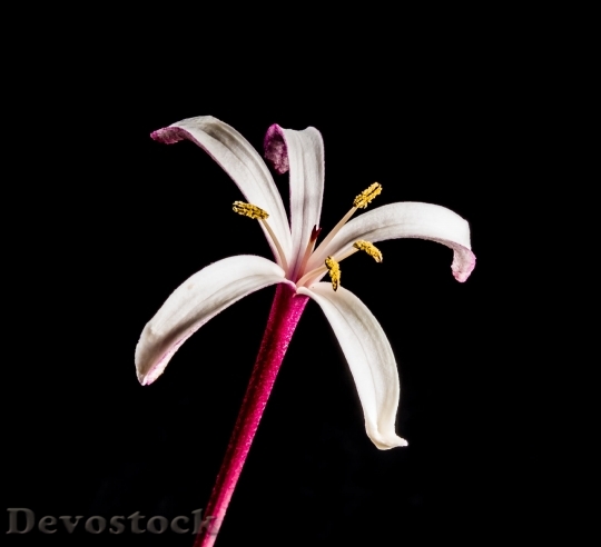 Devostock Blossom Bloom Flower Lady Sansai 6098 4K.jpeg