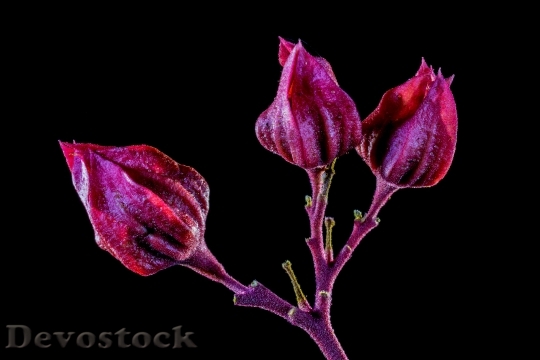 Devostock Blossom Bloom Flower Red Purple 5754 4K.jpeg