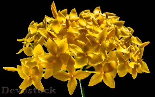 Devostock Blossom Bloom Flower Yellow 6506 4K.jpeg