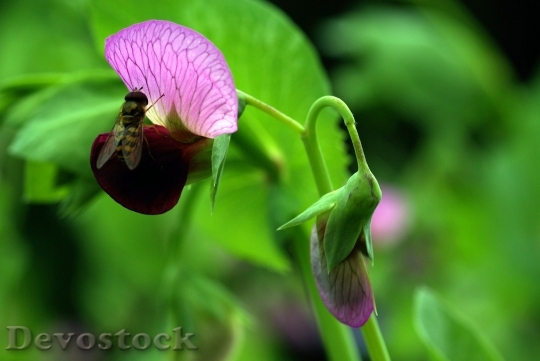Devostock Blossom Bloom Pea Purple 6404 4K.jpeg