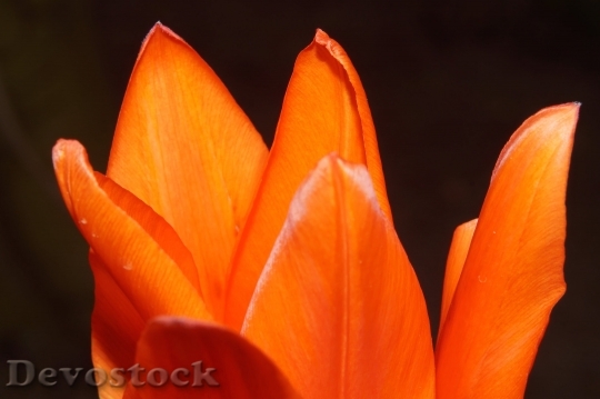 Devostock Blossom Bloom Petals Delicate Orange 5750 4K.jpeg