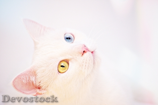 Devostock Blue Animal Pet Rare Cat 4K