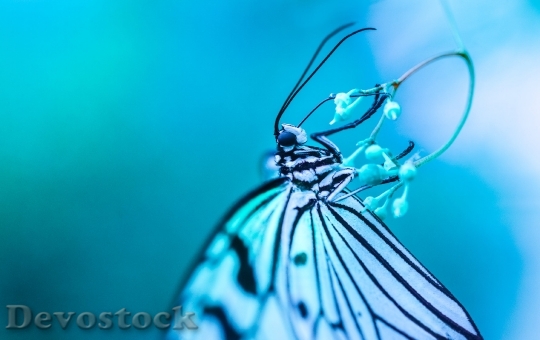 Devostock Blue Butterfly Drink Hang 61506 4K.jpeg
