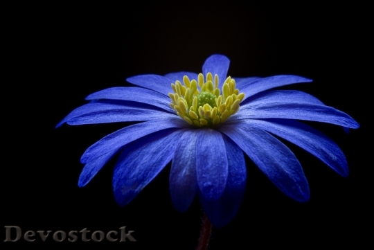 Devostock Blue Flower Bloom 7313 4K