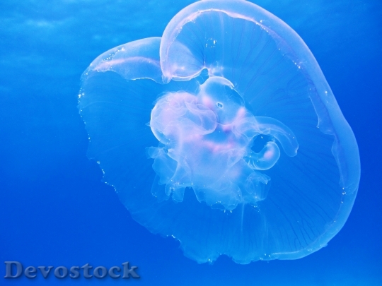 Devostock Blue Transparent Underwater 6621 4K