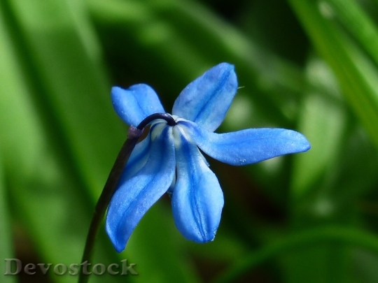 Devostock Bluebell Flower Blossom Bloom 6849 4K.jpeg