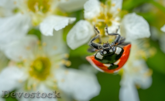 Devostock Blur Flower Bee 109682 4K