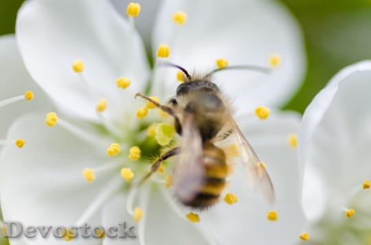 Devostock Blur Flower Bee 37919 4K