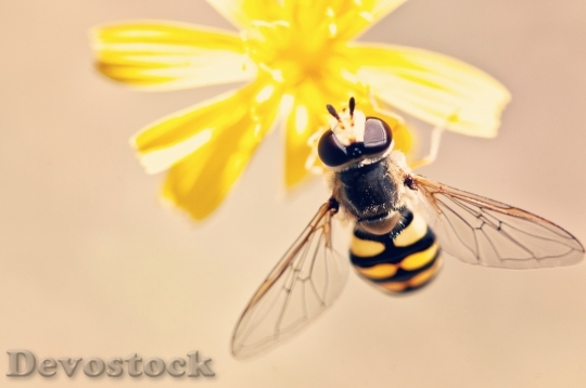 Devostock Blur Flower Bee 39541 4K