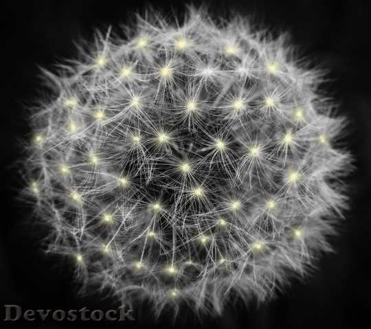 Devostock Blur Flower Dandelion 35588 4K