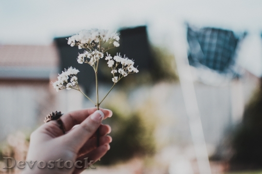Devostock Blur Flower Holding 141467 4K
