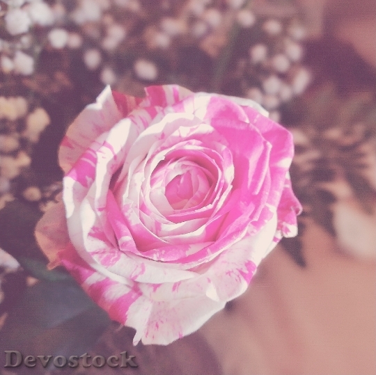 Devostock Blur Flower Pink 69163 4K