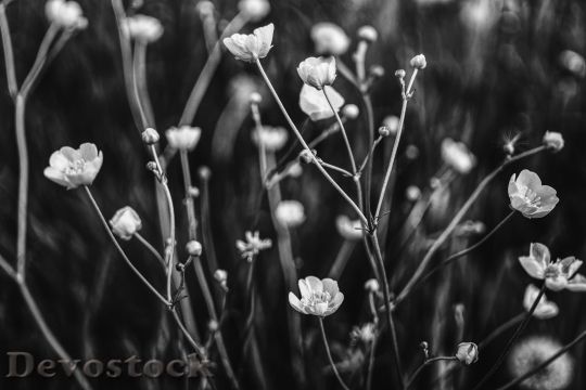 Devostock Buttercup Black White Plant Flower 95966 4K.jpeg