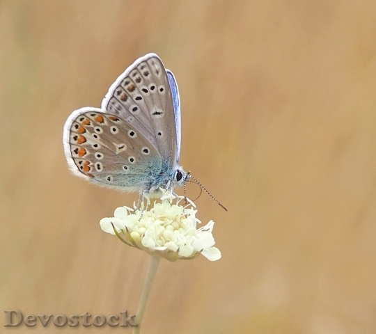 Devostock Butterfly Common Blue Restharrow Polyommatus Icarus 15836 4K.jpeg
