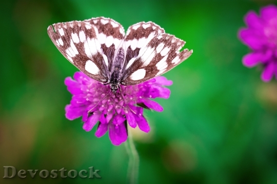 Devostock Butterfly Flower Purple Pointed Flower 16229 4K.jpeg