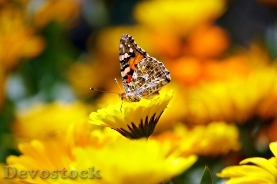 Devostock Butterfly Insects Animal Morpho 6624 4K.jpeg