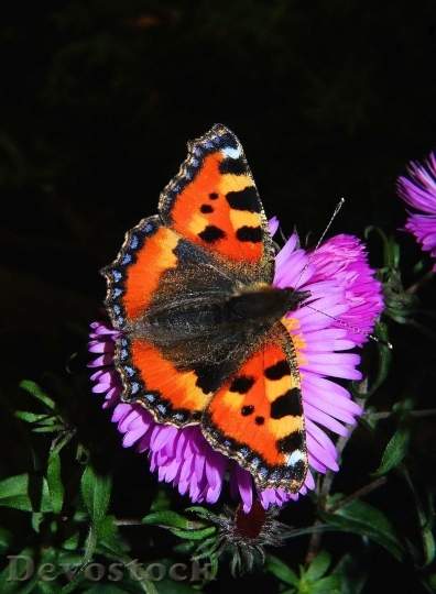 Devostock Butterfly Little Fox Butterflies Edelfalter 5089 4K.jpeg