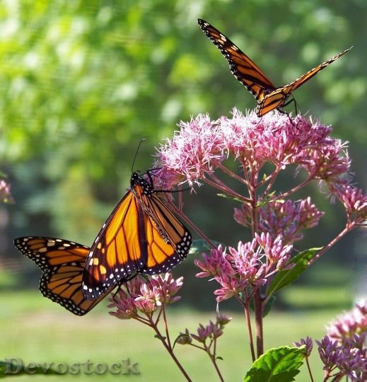 Devostock Butterfly Monarch Insect Wing 8790 4K.jpeg