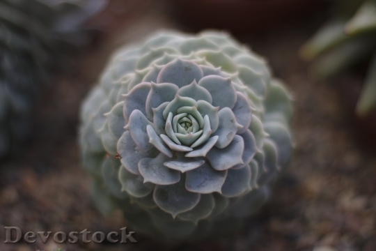 Devostock Cactus Plant Nature Macro 15883 4K.jpeg