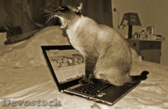 Devostock Cat Laptop Pet Animal HD
