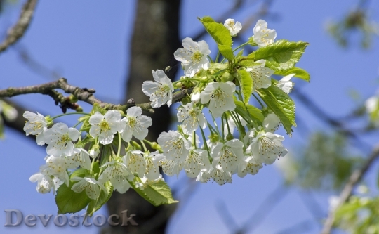 Devostock Cherry Blossom Blossom Bloom Spring 4668 4K.jpeg