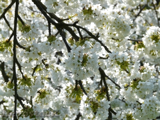 Devostock Cherry Blossom Cherry Blossom Bloom 6291 4K.jpeg
