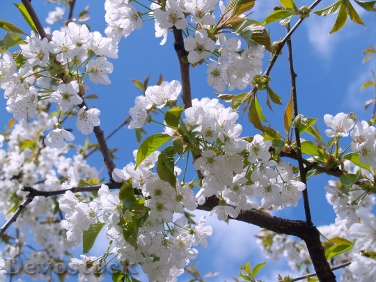 Devostock Cherry Blossom White Sky Bloom 4833 4K.jpeg
