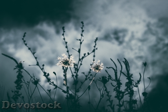 Devostock Cloudy Flowers Dark 20561 4K