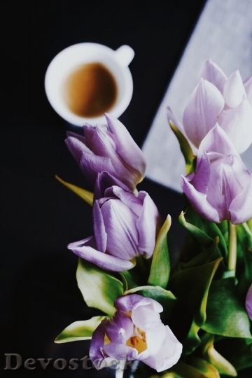 Devostock Coffee Flowers Bloom 118843 4K
