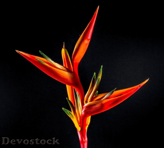 Devostock Colorful Colourful Flower 5972 4K