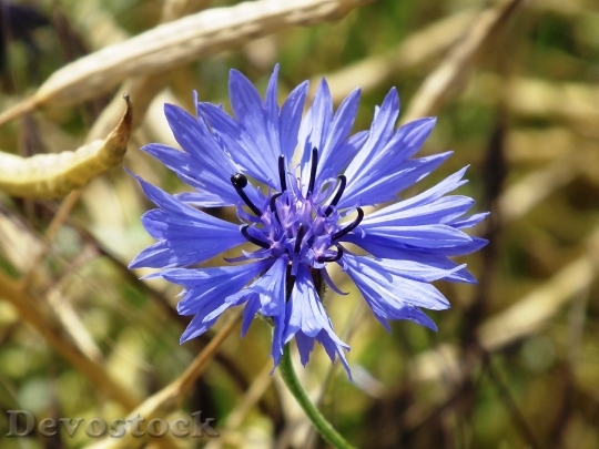 Devostock Cornflower Blue Oilseed Rape Blossom 4574 4K.jpeg