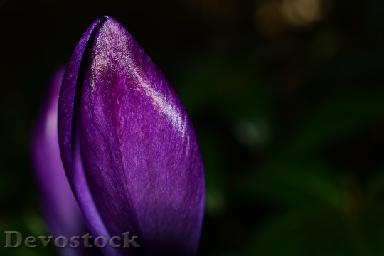 Devostock Crocus Flower Spring Purple 5738 4K.jpeg