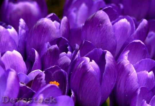 Devostock Crocus Flower Spring Purple 5992 4K.jpeg