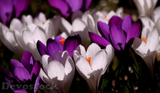 Devostock Crocus Flower Spring Purple 6020 4K.jpeg