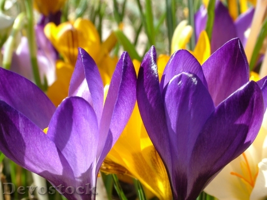 Devostock Crocus Flowers Colorful Color 6975 4K.jpeg