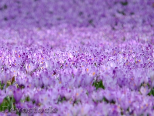 Devostock Crocus Flowers Violet Spring 4580 4K.jpeg