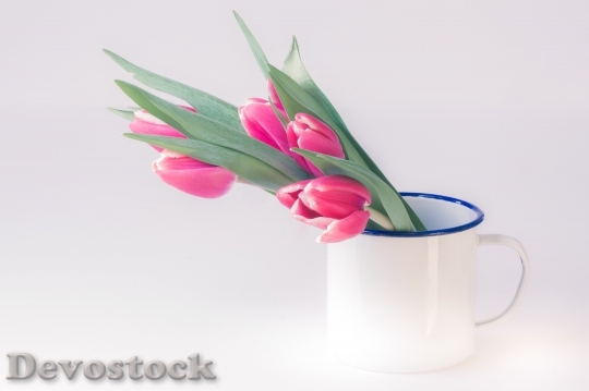 Devostock Cup Flowers Petals 4K
