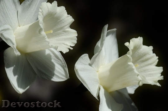 Devostock Daffodil Flower Easter Lily Spring 5340 4K.jpeg