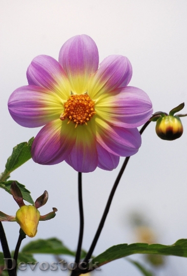 Devostock Dahlia Flower Garden Colorful 5541 4K.jpeg