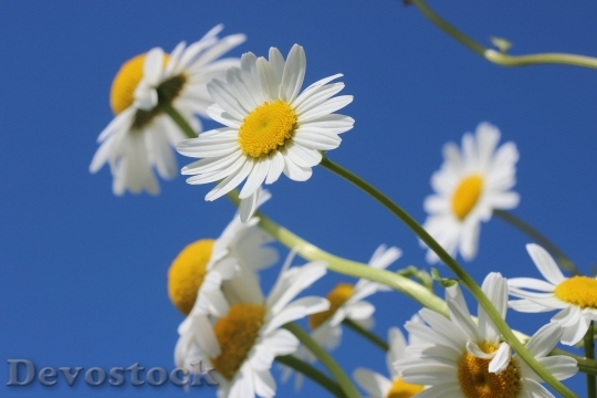 Devostock Daisies Flower Spring Plant 5395 4K.jpeg