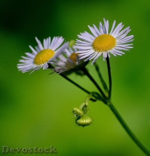 Devostock Daisies Flower White Yellow 5393 4K.jpeg