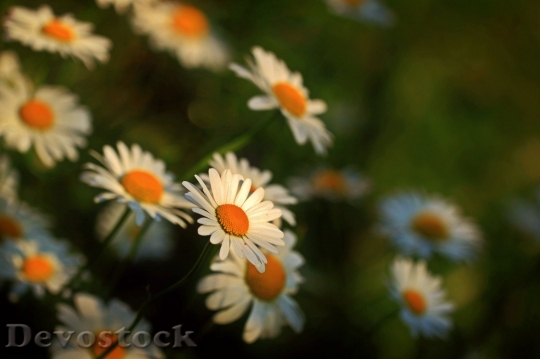 Devostock Daisies Flowers Blossom Bloom 15884 4K.jpeg