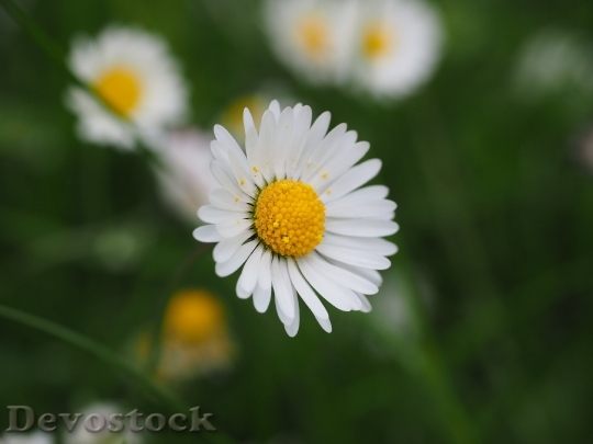 Devostock Daisy Flower Blossom Bloom 16157 4K.jpeg