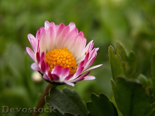 Devostock Daisy Flower Macro Flowers 4033 4K.jpeg